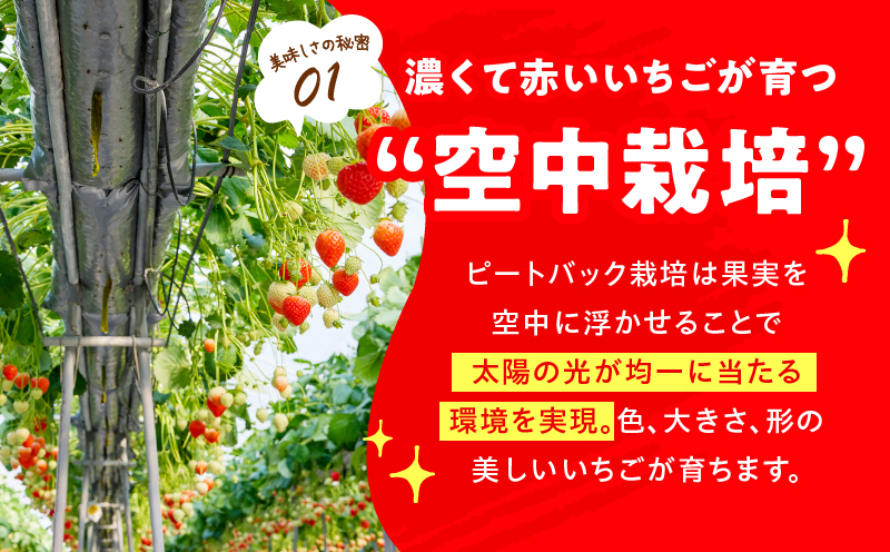 【先行予約】苺音エコノミー　〜さぬきひめいちご約1,280g〜3回定期便 | おすすめ 人気 果実 果肉 果物 フルーツ デザート 贈り物 苺 さぬきひめ 贈答 ご褒美 ギフト 旬の果物 季節の果物 旬 季節 青果物 香川県 三木町 |_mk137-t001