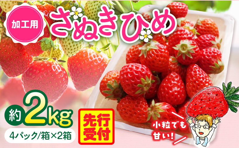 【2026年発送分 先行受付】苺音クラフト〜加工用さぬきひめいちご約2kg | おすすめ 人気 果実 果肉 果物 フルーツ デザート 贈り物 苺 さぬきひめ 贈答 ご褒美 旬の果物 季節の果物 旬 季節 青果物 香川県 三木町 |_mk137-007