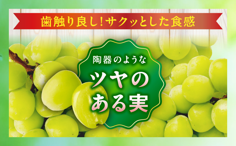 【先行受付】温室シャインマスカット 1房化粧箱入り(680g以上)  マスカット ハウス ぶどう ブドウ 葡萄 果物 フルーツ 人気 香川 香川県 三木町 種なし 皮ごと食べられる ジューシー 化粧箱 旬 おすすめ mk006-103