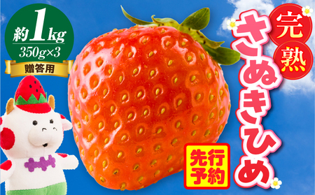 贈答用 完熟さぬき姫 約1.0kg | いちご 苺 さぬき姫 さぬきひめ 香川県オリジナル 希少 甘い 完熟 フルーツ 果物 旬 香川県 三木町 |_mk035-005