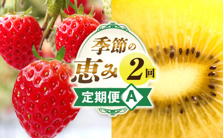 季節の恵み2回定期便A | 果物 フルーツ 定期便 フルーツ定期便 デザート スイーツ イチゴ ゴールドキウイ 青果物 キウイ 果物定期便 旬 旬の果物 ギフト グルメ ご褒美 贈り物 贈答 定期 人気 オススメ 厳選 お試し 香川県 三木町 |_mk165-t001