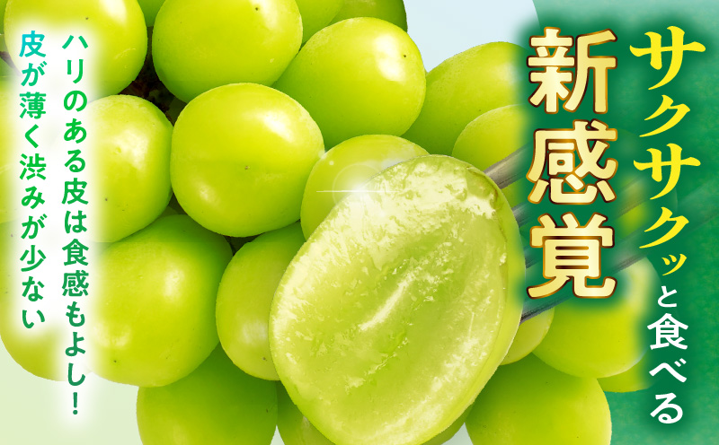 ã2026幎çºéå
è¡åä»ãèš³ããã·ã£ã€ã³ãã¹ã«ãã çŽ2kgã2ã6æ¿ èš³ãã ã·ã£ã€ã³ãã¹ã«ãã ãã¹ã«ãã ã¶ã©ã ãã㊠è¡è æç© ãã«ãŒã æééå® æ°é®® ãã ãã® åœç£ ã®ãã ã裟åã æ¬ äººæ° çš®ãªã ç®ããšé£ã¹ããã ãžã¥ãŒã·ãŒ ç³åºŠãé«ã å
è¡åä» å
è¡äºçŽ å£ç¯éå® ãããã æ¬ã®æç© éŠå· éŠå·ç äžæšçº mk006-101