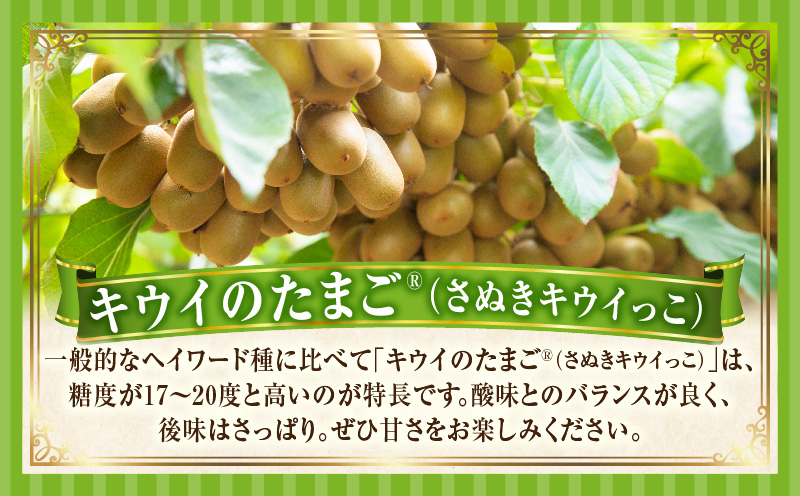 キウイフルーツ(キウイのたまご?)(キウイっこ) 1.8kg×2箱 | キウイ フルーツ 果物 旬 旬の果物 キウイフルーツ デザート 生鮮食品 贈り物 贈答 お裾分け おすすめ 人気 ギフト グルメ 特産品 果肉 季節 季節の果物 香川県 三木町 |_mk165-009