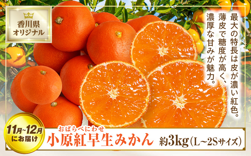 さぬき旬のフルーツ満足 3回定期便 | フルーツ定期便 果物 フルーツ 青果 青果物 いちご みかん シャインマスカット さぬきひめ 小原紅早生みかん マスカット 旬の果物 季節の果物 贈答 贈り物 ギフト 化粧箱 取り寄せ 香川県 三木町 送料無料 |_mk006-t013