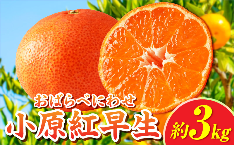 【先行受付】小原紅早生みかん約3.0kg【香川県共通返礼品】 | 小原紅早生 甘い みかん ミカン 柑橘 柑橘系 果物 フルーツ 青果 デザート グルメ おすすめ 贈答 贈り物 贈答用 ギフト プレゼント 特産品 特産 取り寄せ 香川県 三木町 |_mk006-054