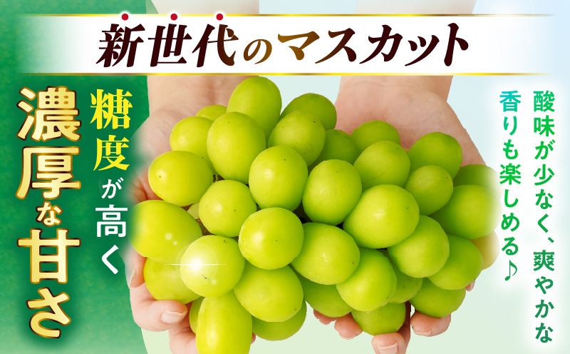 ã2026幎çºéå
è¡åä»ãèš³ããã·ã£ã€ã³ãã¹ã«ãã çŽ1.2kgã2ã3æ¿ èš³ãã ã·ã£ã€ã³ãã¹ã«ãã ãã¹ã«ãã ã¶ã©ã ãã㊠è¡è æç© ãã«ãŒã æééå® æ°é®® ãã ãã® åœç£ ã®ãã ã裟åã æ¬ äººæ° çš®ãªã ç®ããšé£ã¹ããã ãžã¥ãŒã·ãŒ ç³åºŠãé«ã å
è¡åä» å
è¡äºçŽ å£ç¯éå® ãããã æ¬ã®æç© éŠå· éŠå·ç äžæšçº mk006-110