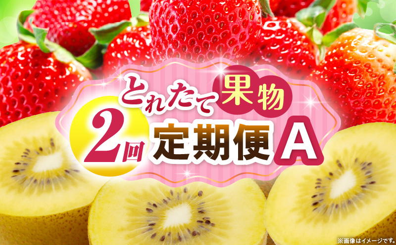 とれたて果物 2回定期便A 果物 フルーツ 果物定期便 フルーツ定期便 定期便 いちご キウイ 濃厚 旬の果物 定期 人気 おすすめ 贈答 贈り物 青果物 糖度 香川県 _mk165-t051