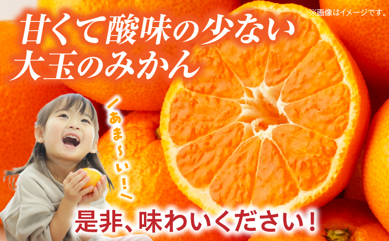 【先行受付】大玉みかん約9kg | 大玉みかん 大玉 みかん ミカン 蜜柑 オレンジ 柑橘 柑橘系 果物 フルーツ 青果 おすすめ お取り寄せ ギフト 香川県 三木町 |_mk006-036