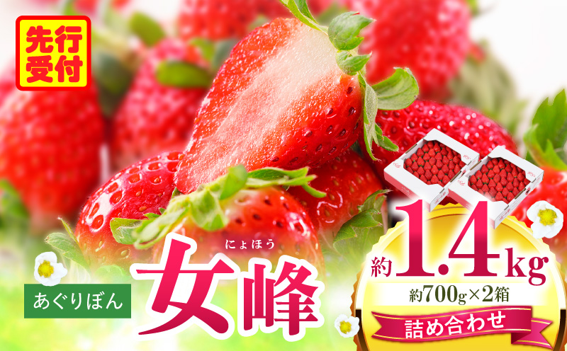 あぐりぼん　いちご「女峰」　詰め合わせ約1.4kg　（約700g×2箱）|いちご 果物 フルーツ デザート ストロベリー 果肉 スイーツ 甘い 国産 贈り物 贈答 プレゼント グルメ 人気 おすすめ 季節 旬 旬の果物 詰め合わせ 香川県 三木町 送料無料|_mk144-012