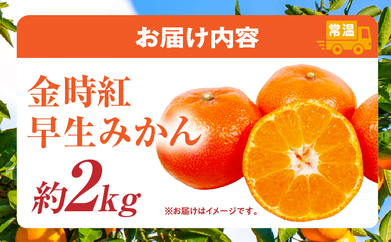 【先行受付】金時紅早生みかん 約2kg【香川県共通返礼品】  金時紅 鮮やか 紅色 小原紅早生 糖度 甘い みかん ミカン 柑橘 柑橘系 果物 フルーツ 青果 デザート グルメ おすすめ 贈答 贈り物 贈答用 ギフト プレゼント 特産品 特産 取り寄せ 香川県 三木町 mk006-076