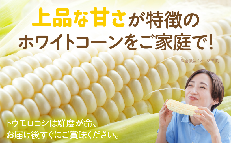 【先行予約】【訳あり】ご家庭用細物ホワイトコーン約3.5kg | とうもろこし 野菜 コーン 旬の野菜 旬 季節の野菜 季節 贈答 贈り物 ギフト プレゼント おすそ分け グルメ お取り寄せ 人気 おすすめ 特産 特産品 生鮮食品 香川県 三木町 |_mk006-058