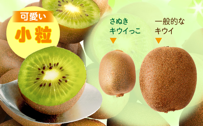 【先行受付】香川県オリジナルキウイフルーツ「さぬきキウイっこ」約2kg【香川県共通返礼品】 | キウイ キウイフルーツ 果物 フルーツ 青果 青果物 さぬきキウイっこ 果実 贈答 贈り物 ギフト 甘い 糖度が高い 季節のフルーツ 旬 おすすめ 香川県 三木町 |_mk006-042