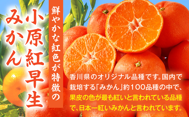 【先行受付】小原紅早生みかん約5.0kg（大玉）3L-2L【香川県共通返礼品】  小原紅早生 甘い みかん ミカン 大玉 柑橘 柑橘系 果物 フルーツ 青果 デザート グルメ おすすめ 贈答 贈り物 贈答用 ギフト プレゼント 特産品 特産 取り寄せ 香川県 三木町 mk006-075