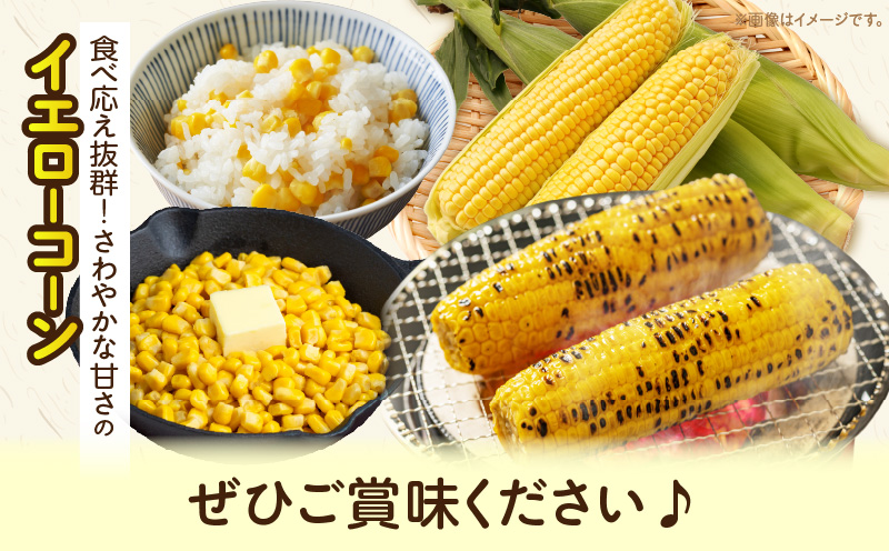 äžæšçºç£ãã€ãšããŒã³ãŒã³ãçŽ3.5kg | ããããã éè ã³ãŒã³ ã€ãšããŒã³ãŒã³ æ¬ã®éè æ¬ å£ç¯ã®éè å£ç¯ èŽç èŽãç© ã®ãã ãã¬ãŒã³ã ãããåã ã°ã«ã¡ ãåãå¯ã äººæ° ãããã ç¹ç£ ç¹ç£å çé®®é£å éŠå·ç äžæšçº |_mk006-040