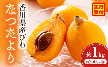 初夏を感じる果物 香川県産びわ（なつたより） 約1.0kg【香川県共通返礼品】|びわ 枇杷 なつたより 果物 フルーツ 人気 香川 香川県 三木町 初夏 ハウス栽培 厳選 袋掛け 完熟 ジューシー 糖度が高い 先行受付 先行予約 季節限定 旬 おすすめ|_mk006-021