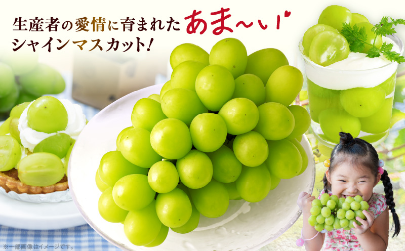 ã2026幎çºéå
è¡åä»ãèš³ããã·ã£ã€ã³ãã¹ã«ãã çŽ1.2kgã2ã3æ¿ èš³ãã ã·ã£ã€ã³ãã¹ã«ãã ãã¹ã«ãã ã¶ã©ã ãã㊠è¡è æç© ãã«ãŒã æééå® æ°é®® ãã ãã® åœç£ ã®ãã ã裟åã æ¬ äººæ° çš®ãªã ç®ããšé£ã¹ããã ãžã¥ãŒã·ãŒ ç³åºŠãé«ã å
è¡åä» å
è¡äºçŽ å£ç¯éå® ãããã æ¬ã®æç© éŠå· éŠå·ç äžæšçº mk006-110