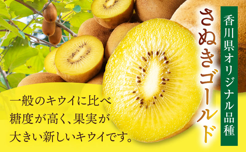 訳ありご家庭用さぬきゴールドキウイ約1kg【香川県共通返礼品】 | 果物 フルーツ さぬきゴールド キウイ キウイフルーツ フレッシュ ジューシー 香り 爽やか 旬の果物 人気 おすすめ 贈答 贈り物 青果物 糖度 香川県 三木町 |_mk006-095