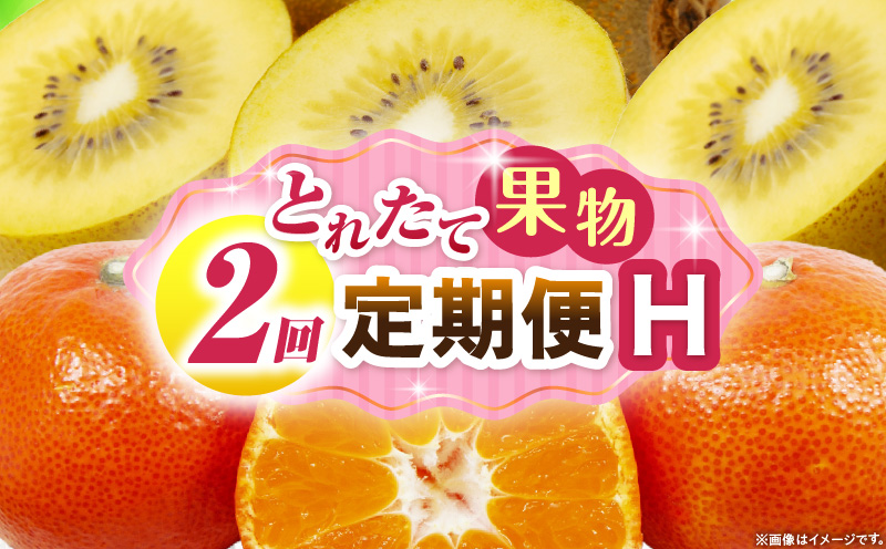 とれたて果物 2回定期便H 果物 フルーツ 果物定期便 フルーツ定期便 定期便 キウイみかん 濃厚 旬の果物 定期 人気 おすすめ 贈答 贈り物 青果物 糖度 香川県 _mk165-t058