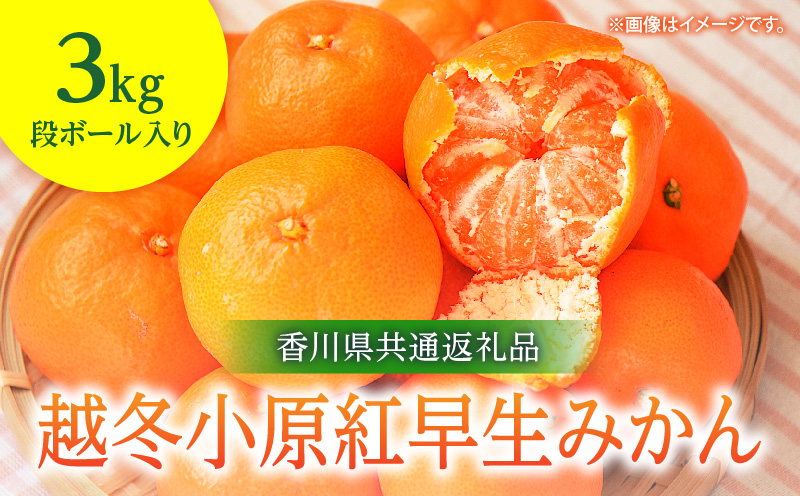 【先行予約】越冬小原紅早生みかん　3kg【香川県共通返礼品】|みかん フルーツ 果物 果実 小原紅早生 デザート 贈答 贈り物 柑橘 柑橘系 グルメ 人気 おすすめ 旬 旬のみかん 季節 季節のみかん 柑橘果物 果汁 香川県 三木町 送料無料|_mk025-001