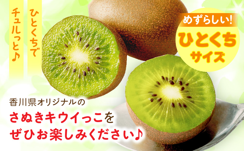 【先行受付】香川県オリジナルキウイフルーツ「さぬきキウイっこ」約2kg【香川県共通返礼品】 | キウイ キウイフルーツ 果物 フルーツ 青果 青果物 さぬきキウイっこ 果実 贈答 贈り物 ギフト 甘い 糖度が高い 季節のフルーツ 旬 おすすめ 香川県 三木町 |_mk006-042