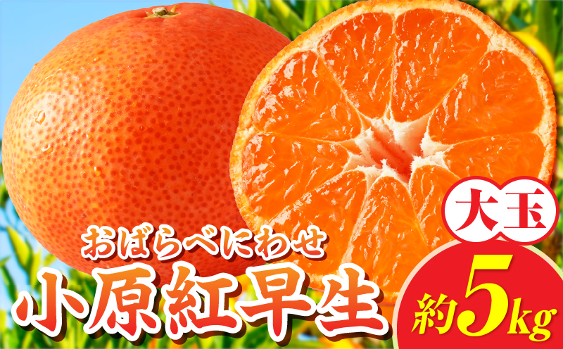 【先行受付】小原紅早生みかん約5.0kg（大玉）3L-2L【香川県共通返礼品】  小原紅早生 甘い みかん ミカン 大玉 柑橘 柑橘系 果物 フルーツ 青果 デザート グルメ おすすめ 贈答 贈り物 贈答用 ギフト プレゼント 特産品 特産 取り寄せ 香川県 三木町 mk006-075