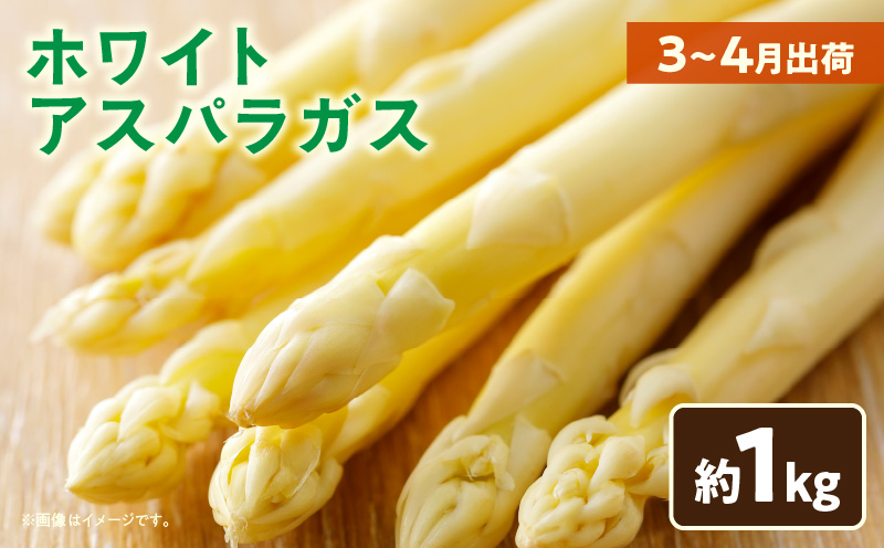 【先行予約】ホワイトアスパラガス約1kg（3～4月出荷）|アスパラ アスパラガス ホワイトアスパラガス 新鮮 素材の味 春野菜 直送 香川県 三木町|_mk002-001