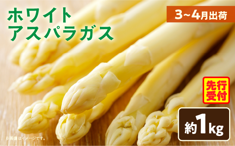 ãå
è¡äºçŽããã¯ã€ãã¢ã¹ãã©ã¬ã¹çŽ1kgïŒ3ã4æåºè·ïŒ|ã¢ã¹ãã© ã¢ã¹ãã©ã¬ã¹ ãã¯ã€ãã¢ã¹ãã©ã¬ã¹ æ°é®® çŽ æã®å³ æ¥éè çŽé éŠå·ç äžæšçº|_mk002-001