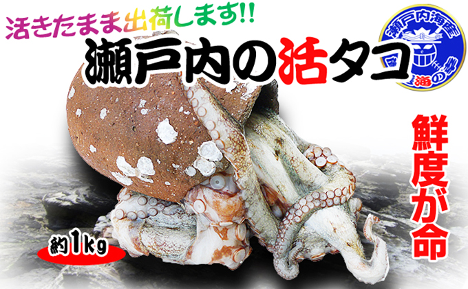 瀬戸内海産 水揚げされたばかりの活タコ 1kg 魚貝類