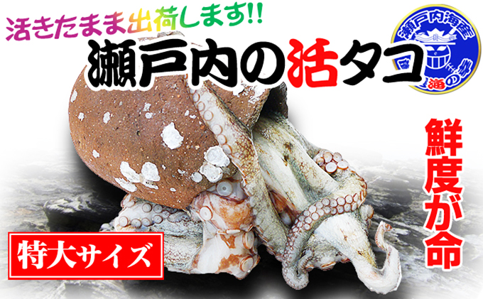 瀬戸内海産 水揚げされたばかりのジャンボ活タコ 1.5～2.0kg 魚貝類