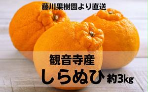 味自慢！讃岐 しらぬひ　約3kg 果物類 みかん 柑橘類 デコポン 甘味 不知火 柑橘 フルーツ