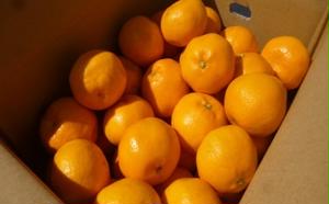 はるみ 約5kg 甘み 香り みかん フルーツ お取り寄せ ミカン 蜜柑 果汁