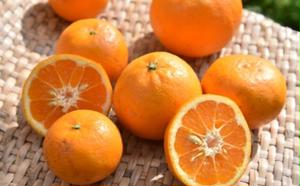 はれひめ　約5kg　 みかん 蜜柑 ミカン フルーツ 果物 お歳暮 御歳暮