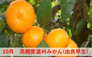 【6回 頒布会】みかん 定期便 6回 フルーツ フジカワ果樹園オリジナル（新季節の柑橘セット） 果物 詰合せ 