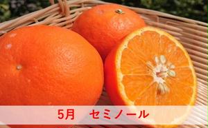 【6回 頒布会】みかん 定期便 6回 フルーツ フジカワ果樹園オリジナル（新季節の柑橘セット） 果物 詰合せ 