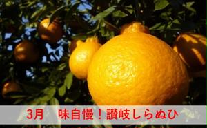 みかん 定期便 5回 フルーツ フジカワ果樹園オリジナル（新季節の柑橘セット） 果物 詰合せ 