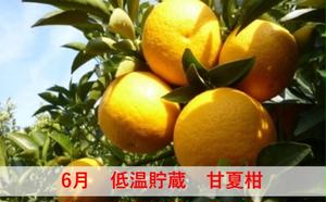 みかん 定期便 5回 フルーツ フジカワ果樹園オリジナル（新季節の柑橘セット） 果物 詰合せ 