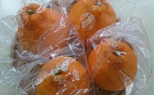 低温貯蔵 ハウス 不知火　約3kg 果物類 柑橘類 フルーツ デコポン