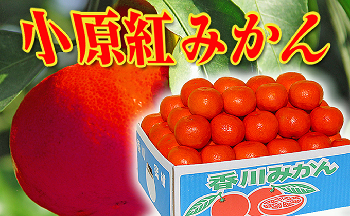 香川県のオリジナル品種 小原紅早生みかん約 5kg フルーツ 果物類 柑橘類 