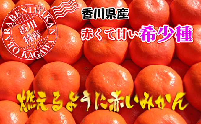 香川県のオリジナル品種 小原紅早生みかん約 5kg フルーツ 果物類 柑橘類 
