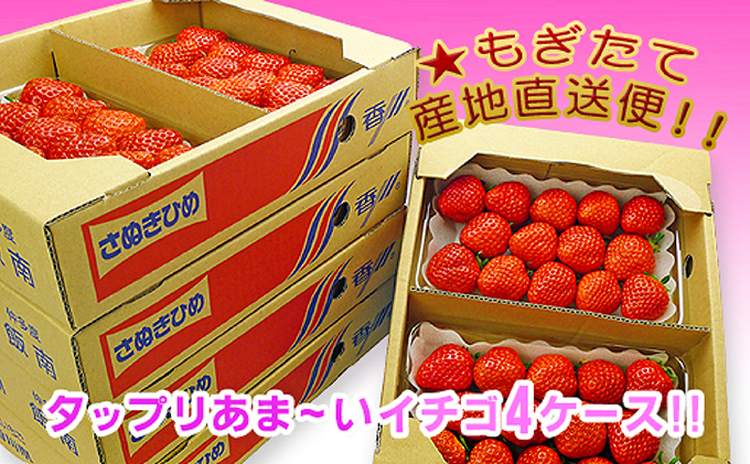 香川県のオリジナル品種/さぬき姫いちご8パック 苺 イチゴ 果物類 フルーツ