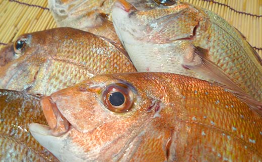 【朝獲れ直送便】瀬戸内海産の天然鯛を丸ごと1匹 大サイズ【下処理なし】  海の幸 魚 魚介 海産物 食品 FAH-0109