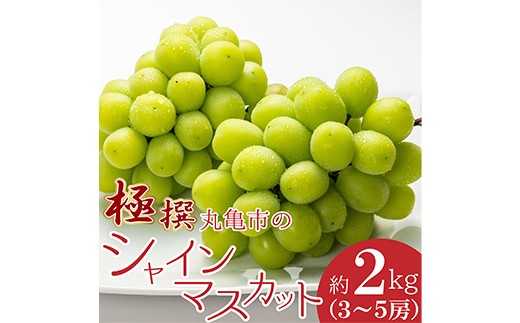 極撰！丸亀市の「シャインマスカット」約2kg（3〜5房）  マスカット ぶどう ブドウ 葡萄 デザート フルーツ 果物 くだもの 果実 食品 FAH-0051