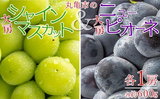 丸亀市の大房シャインマスカット＆大房ニューピオーネ 各1房（各約600g） 果物 ぶどう フルーツ 果汁 甘い 濃厚 風味 種なし ジューシー 人気 セット 詰合せ   マスカット ブドウ 葡萄 デザート くだもの 果実 食品 FAH-0063