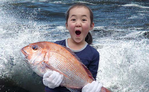 【朝獲れ直送便】瀬戸内海産の天然鯛を丸ごと1匹 大サイズ【下処理なし】  海の幸 魚 魚介 海産物 食品 FAH-0109