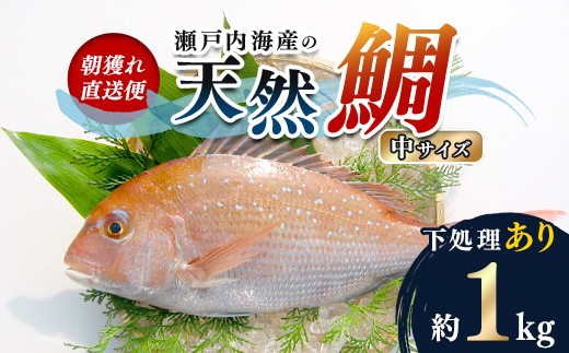 【朝獲れ直送便】天然鯛を丸ごと1匹 中サイズ 【うろこ・内臓取り】  海の幸 魚 魚介 海産物 食品 FAH-0107