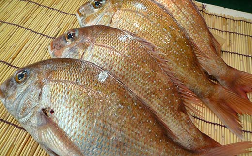 【朝獲れ直送便】瀬戸内海産の天然鯛を丸ごと1匹 大サイズ【下処理なし】  海の幸 魚 魚介 海産物 食品 FAH-0109