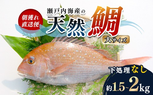 【朝獲れ直送便】瀬戸内海産の天然鯛を丸ごと1匹 大サイズ【下処理なし】  海の幸 魚 魚介 海産物 食品 FAH-0109