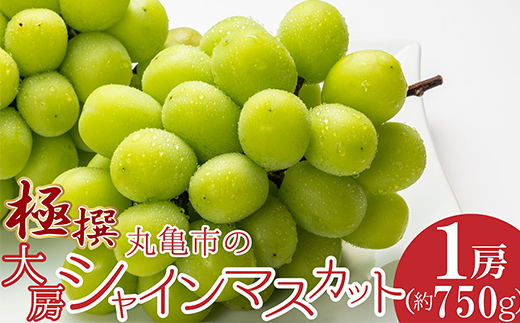 極撰！丸亀市の「大房シャインマスカット」1房（約750g） 果物 デザート ぶどう フルーツ 輝く 高糖度 風味 重宝 美味しい 甘い   マスカット ブドウ 葡萄 くだもの 果実 食品 FAH-0131