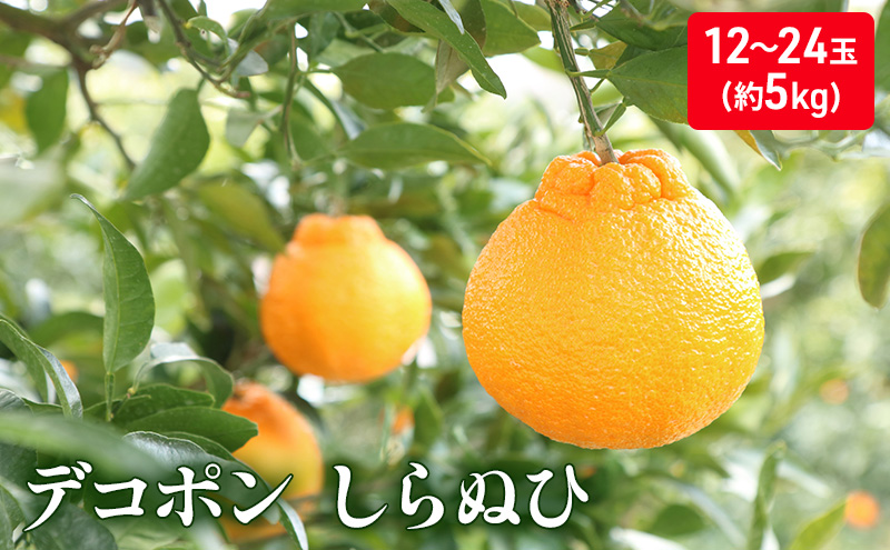 しらぬひ　約5kg デコポン 果物類 柑橘類 みかん フルーツ 