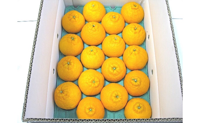 しらぬひ　約5kg デコポン 果物類 柑橘類 みかん フルーツ 